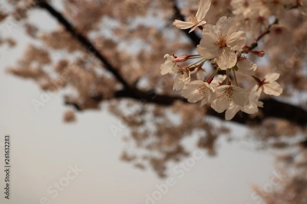 Obraz 春の１コマ