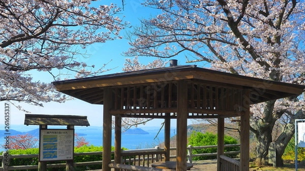 Fototapeta 屋島山頂の桜９