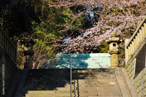 Fototapeta 神社の桜