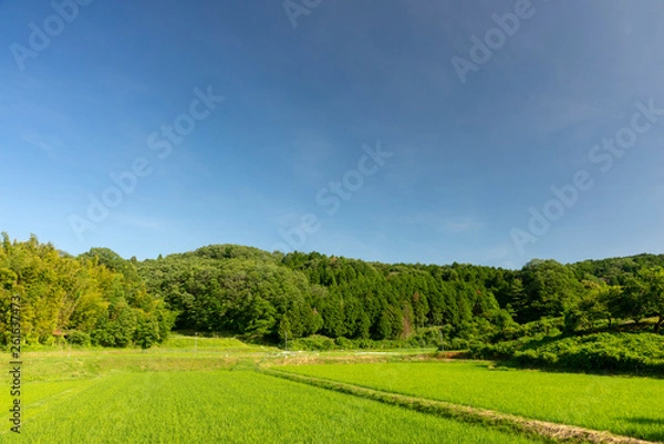 Obraz 初夏の水田　青空バック