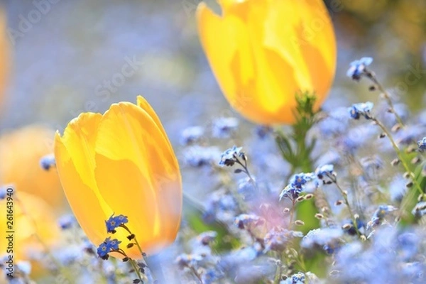 Obraz 美しいチューリップ