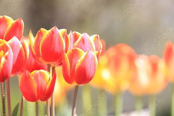 Obraz 美しいチューリップ