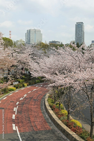 Obraz 六本木の桜