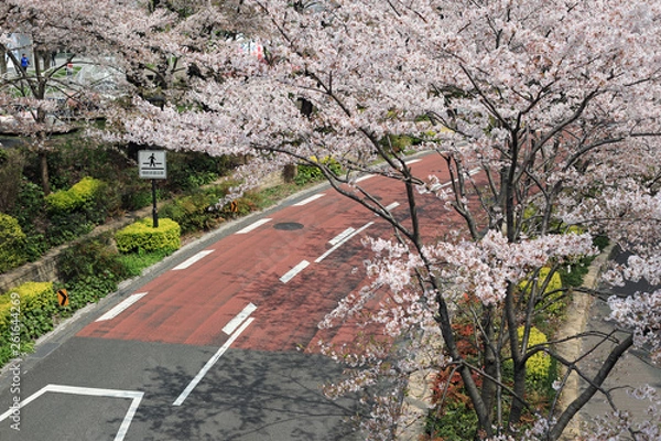 Obraz 六本木の桜