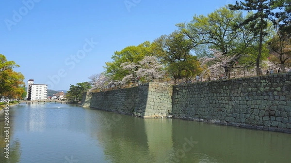 Fototapeta 春の丸亀城（桜満開）４