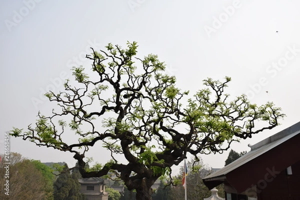 Fototapeta Blossoming tree