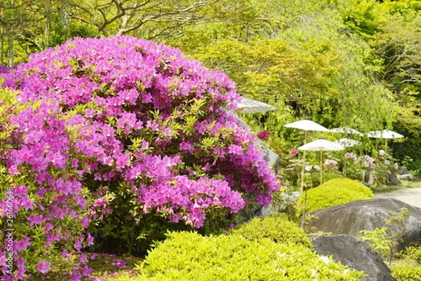 Fototapeta 當麻の里ツツジ咲く春