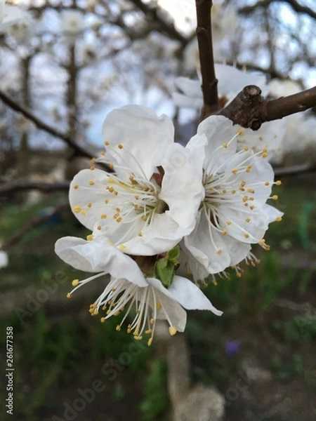 Obraz blooming cherry tree in spring