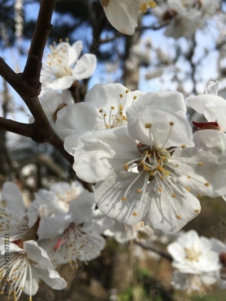 Obraz bee on a flower