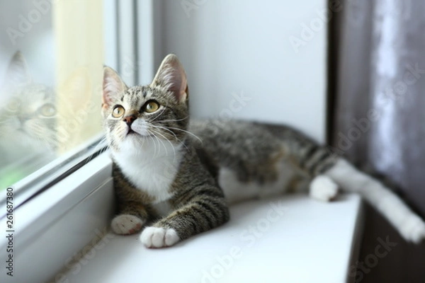 Fototapeta Lazy lovely black cat lying by the window. Gray tabby cute kitten with beautiful eyes relaxing on window sill.