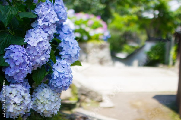 Fototapeta 奈良県矢田寺の紫陽花