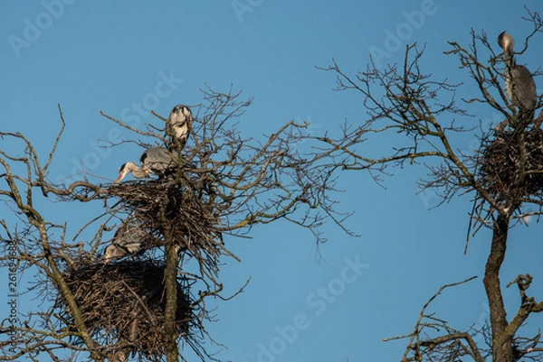 Fototapeta Herons and crow in a tree with birds nests in a pond in Stockholm