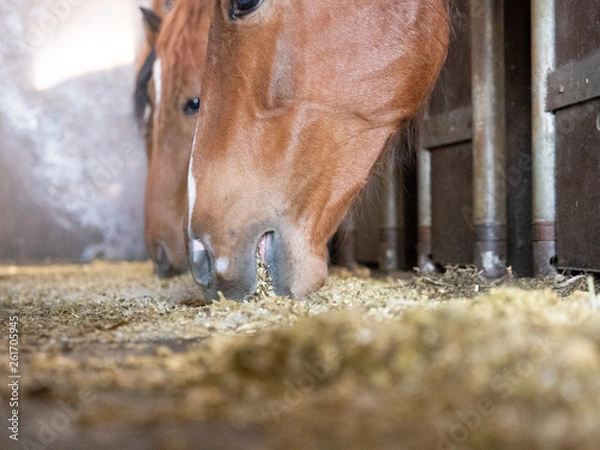 Obraz Kauendes Pferd
