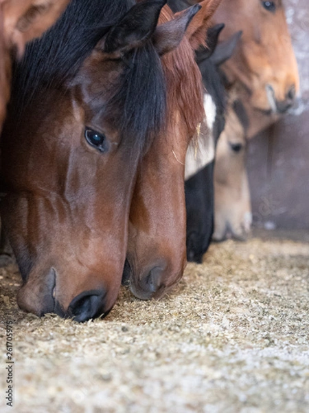 Obraz Horses feeding