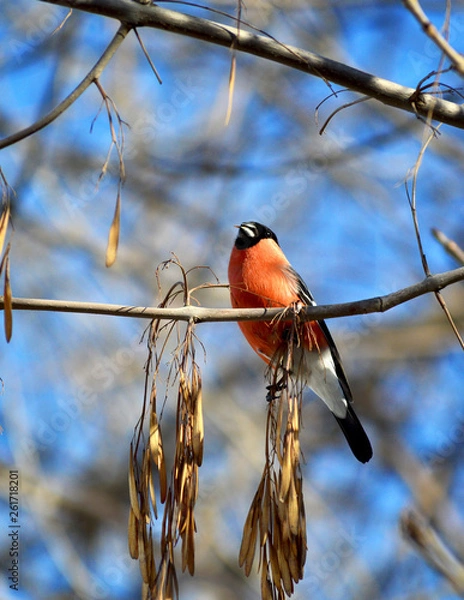 Obraz bullfinch on a branch