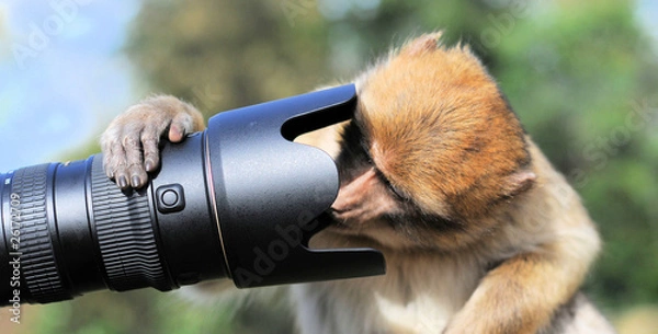 Fototapeta Affe schaut ins Objektiv