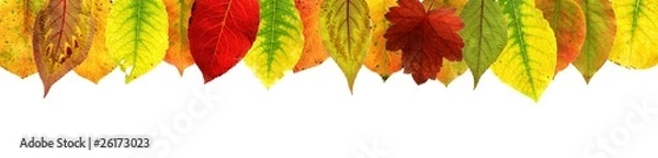 Fototapeta Herbstblätter : Rand