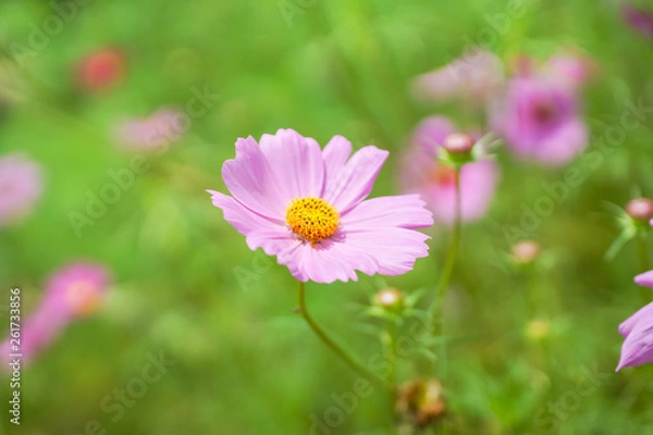 Fototapeta 秋桜
