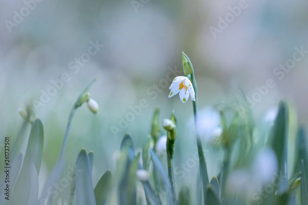 Obraz スノーフレーク