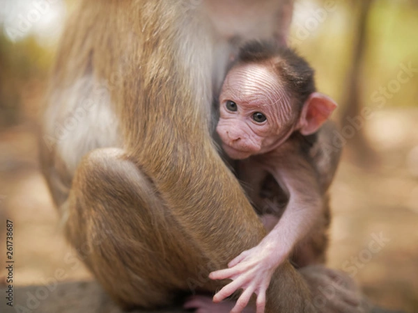 Obraz Baby monkey langur