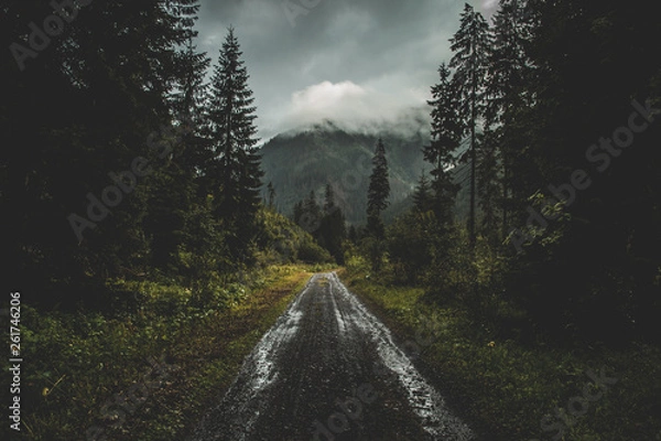 Fototapeta Road in the moody autumn forest, in Slovakia