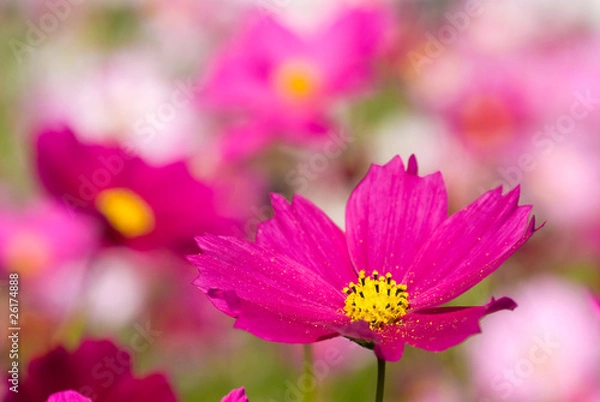 Obraz コスモスの花