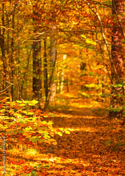 Obraz Pathway in the forest at autumn