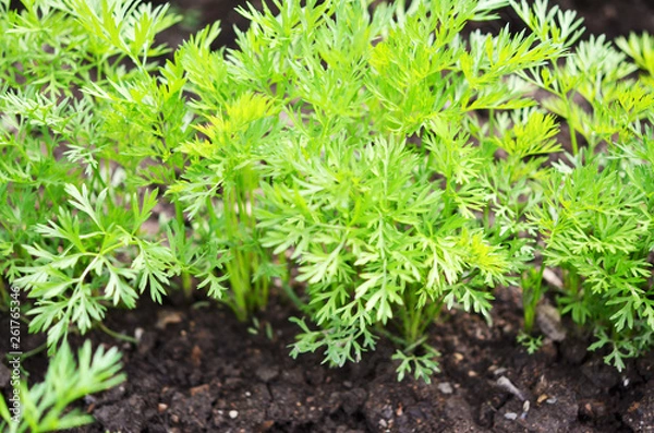 Fototapeta .Young carrot tops, growing vegetables in the open ground on fertile soil, the concept of agriculture and farms.