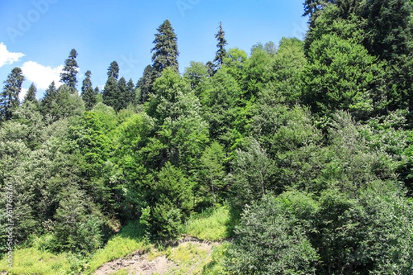 Fototapeta Panorama tourism in the summer. Blue sky and trees. Forest area of the natural park. Background image
