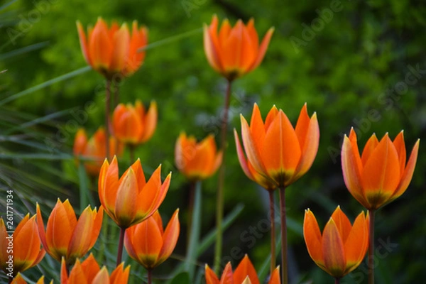 Obraz tulips