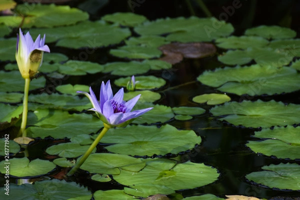 Obraz water lily in a pond