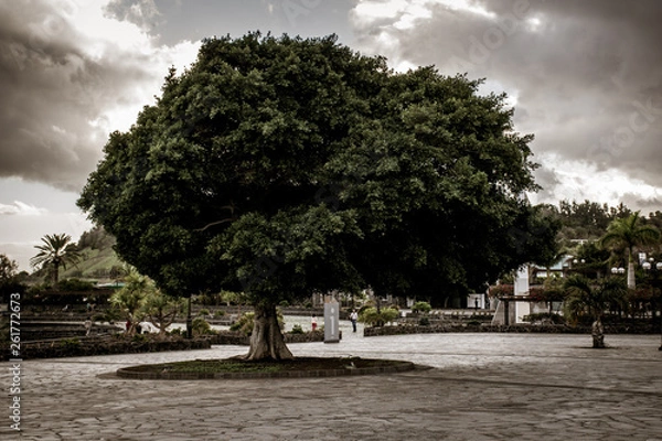 Obraz asymetric tree