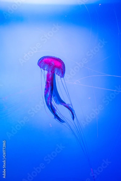 Fototapeta red jellyfish