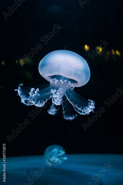 Obraz jellyfish