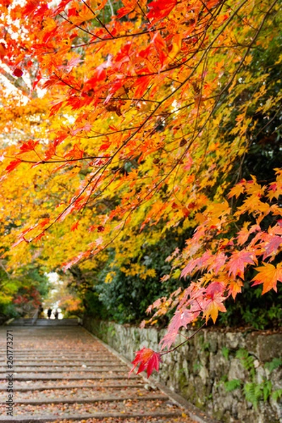 Fototapeta 紅葉