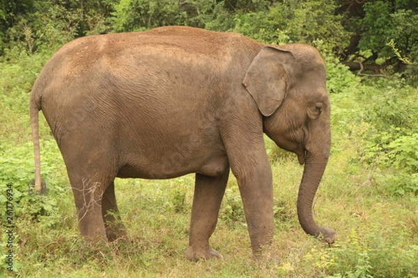 Obraz elephant in srilankan forest 