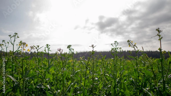 Obraz Field and Sky