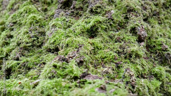 Obraz Moss on a tree, Tree Moss