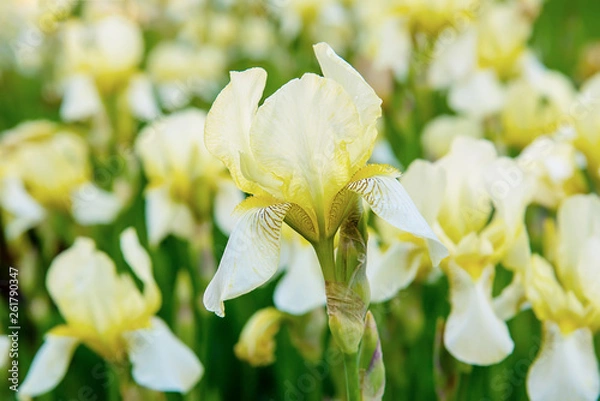 Obraz Iris flower blooming