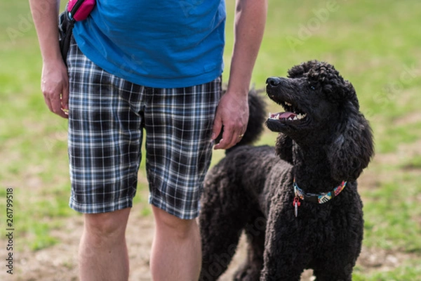 Obraz Happy standard poodle stands next to his owner in the park