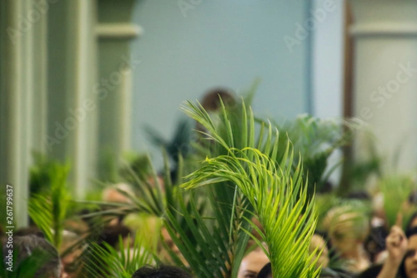 Fototapeta Holy Week Palm Sunday