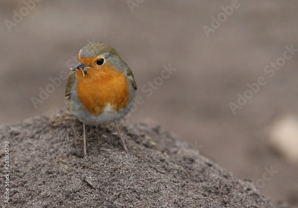 Fototapeta Rotkehlchen003