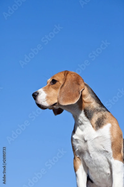 Obraz Dog beagle on blue sky background