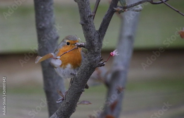 Fototapeta Rotkehlchen004