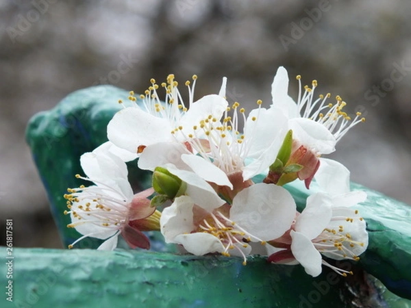 Obraz Flower from a tree 03