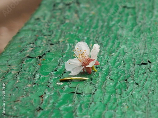 Obraz flos persicum 02 apricot