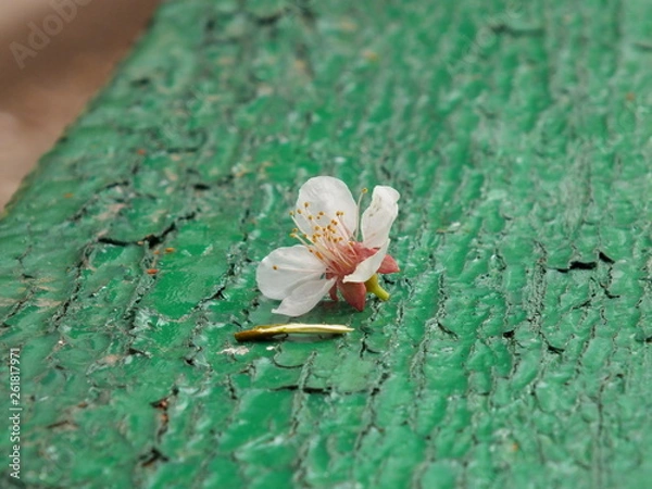 Obraz flos persicum 01 apricot