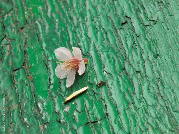 Obraz Ant and flower 04