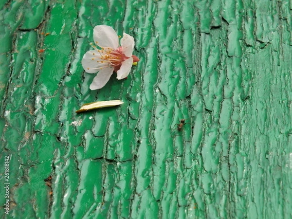 Obraz Ant and flower 03