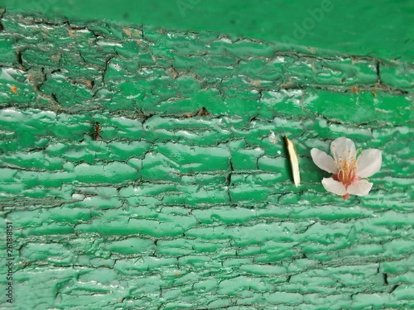 Obraz Ant and flower 02